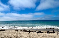Sea lions were so fun to watch—they were swimming with everyone and surfing the waves! The kids on the beach loved it!