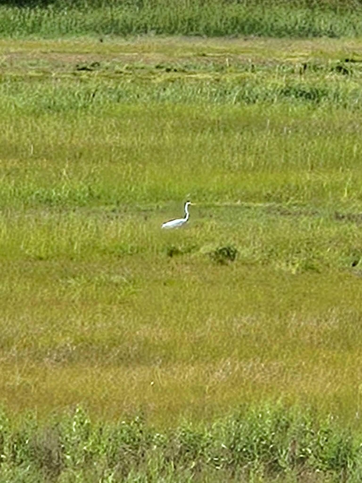 Marsh view behind the house