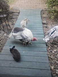 More neighbors