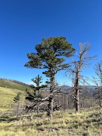 Tree atop the hill, where the Elk were spotted.