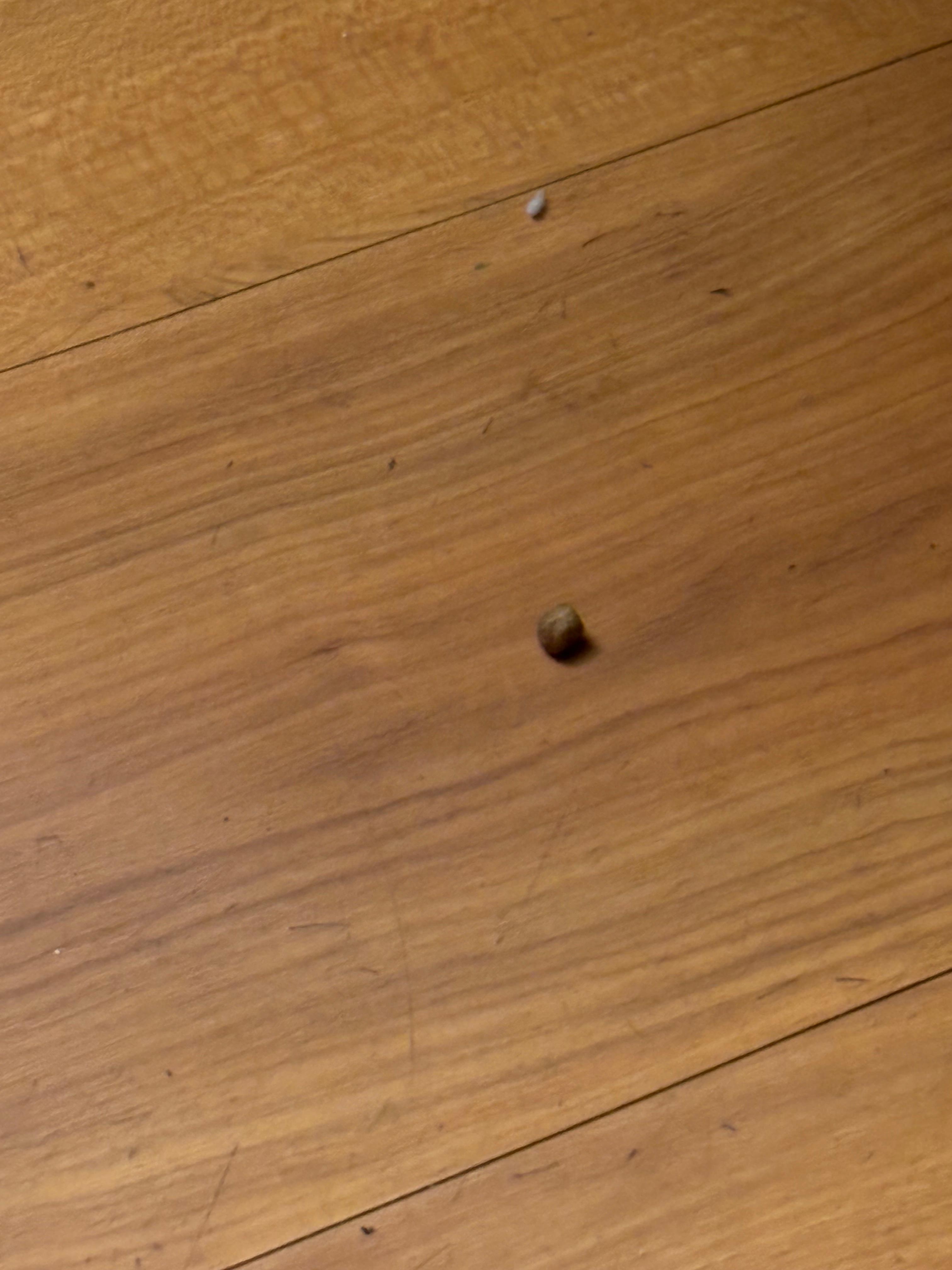 Looks like either cat food or  dodo