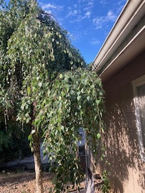 Tree in front yard overgrown onto roof (before we called to complain)