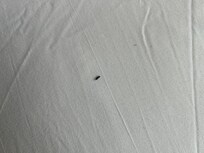 Filthy hairy sheets