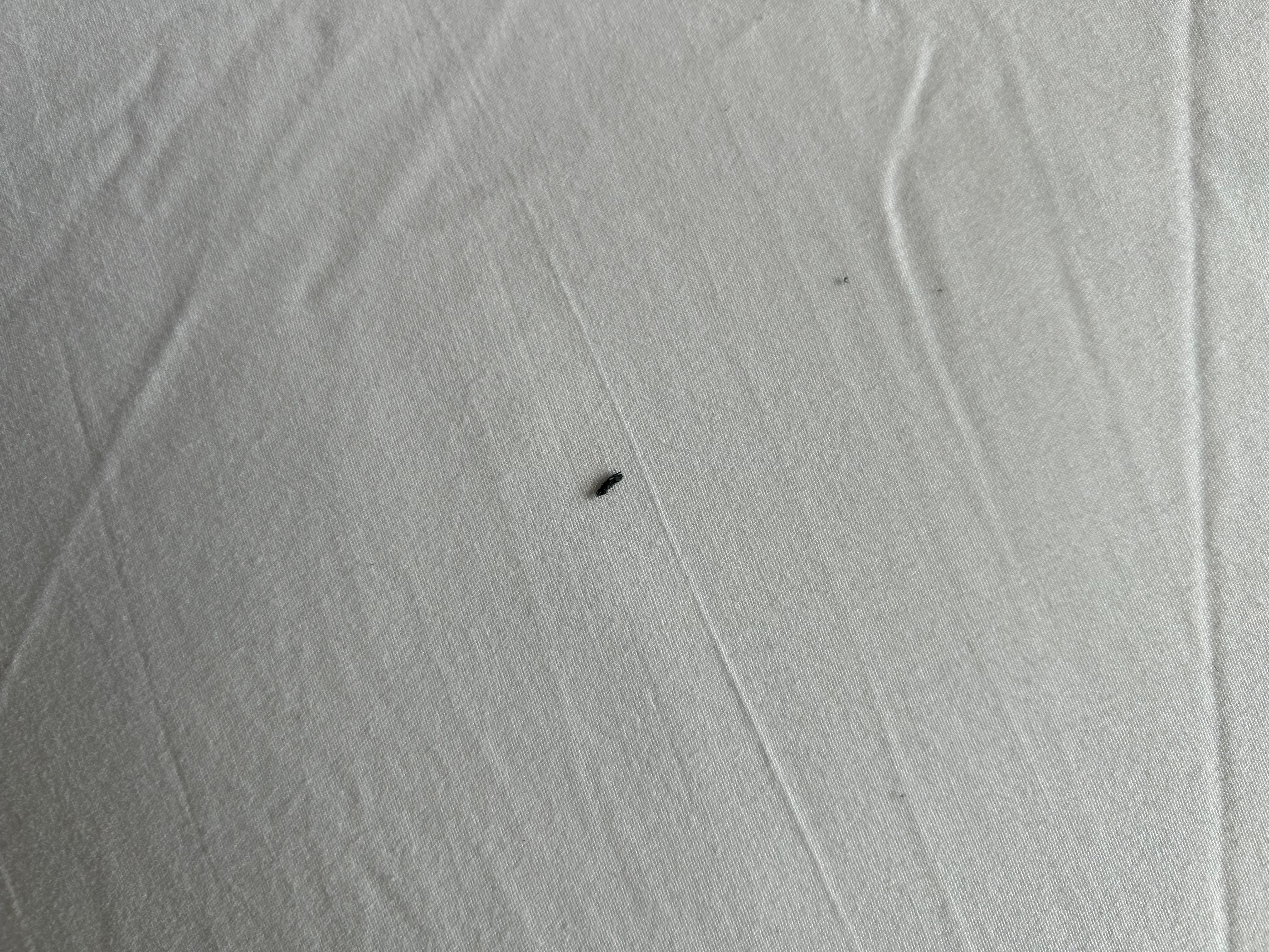 Filthy hairy sheets