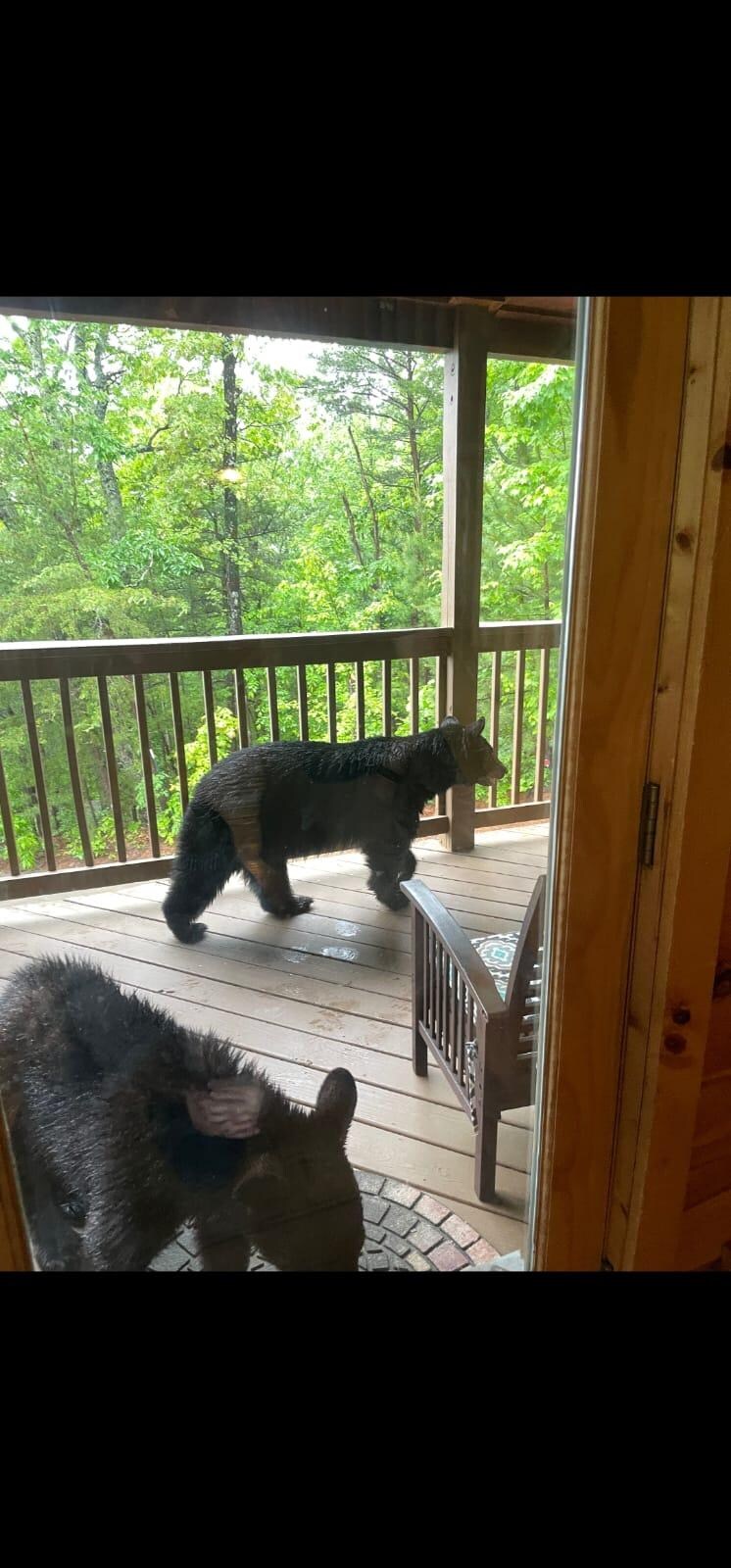 Bears on front deck
