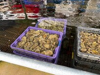Fresh oysters