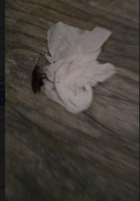 I had to kill cockroach