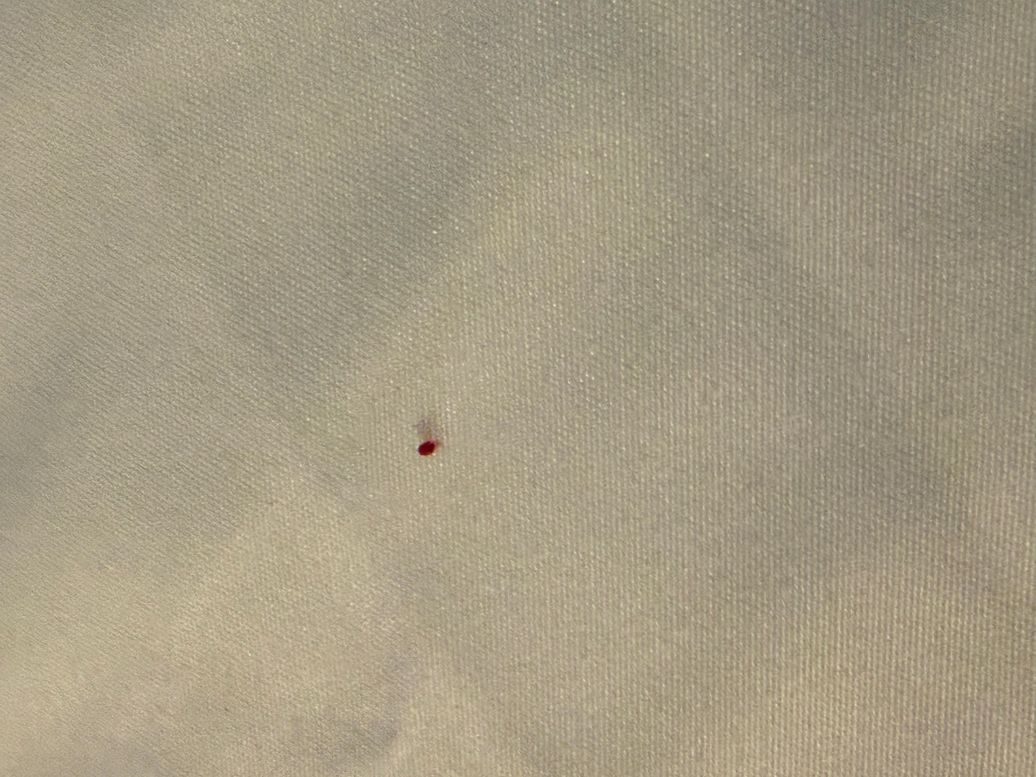 Bed bug
