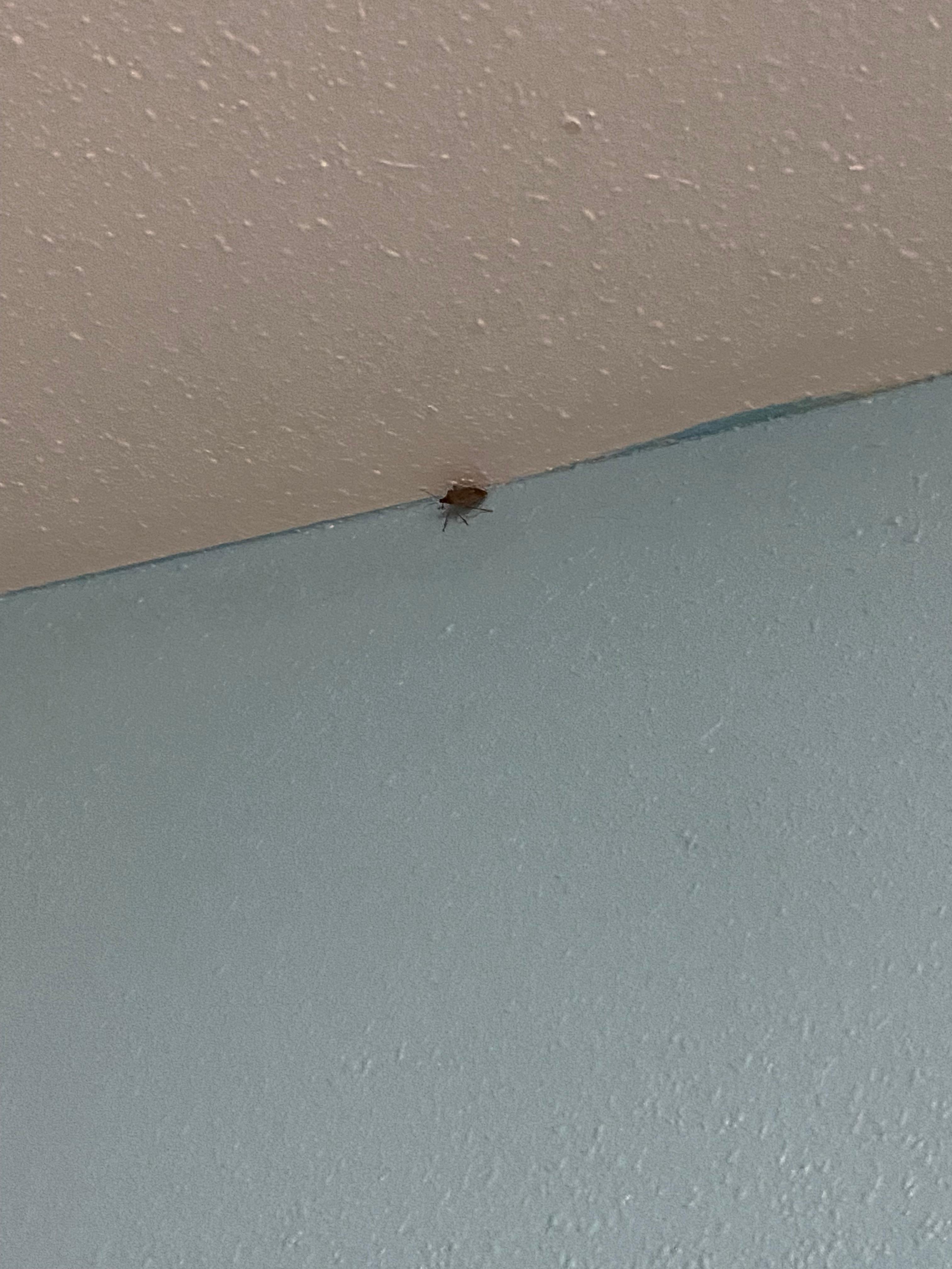 Bugs crawling on ceiling 
