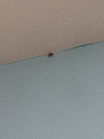Bugs crawling on ceiling