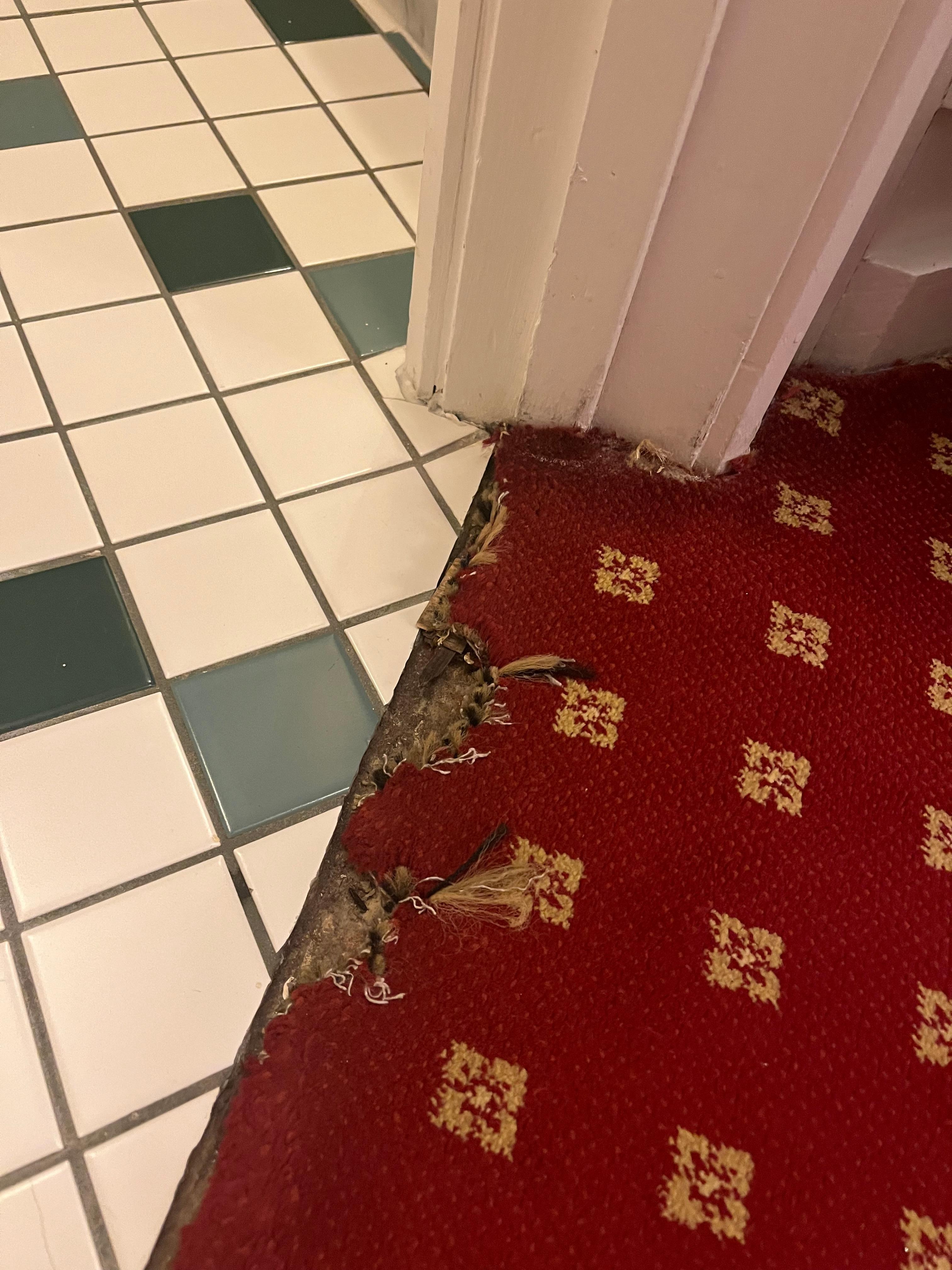 Eat chewed flooring?