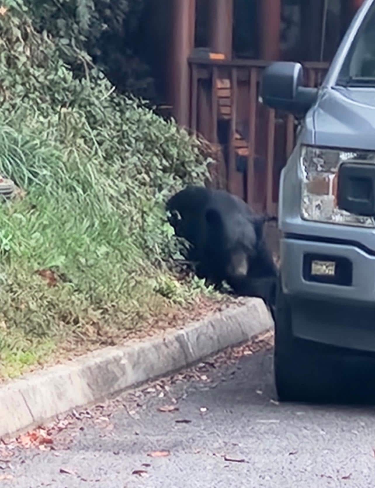 The bear decided he would rest and eat acorns. 