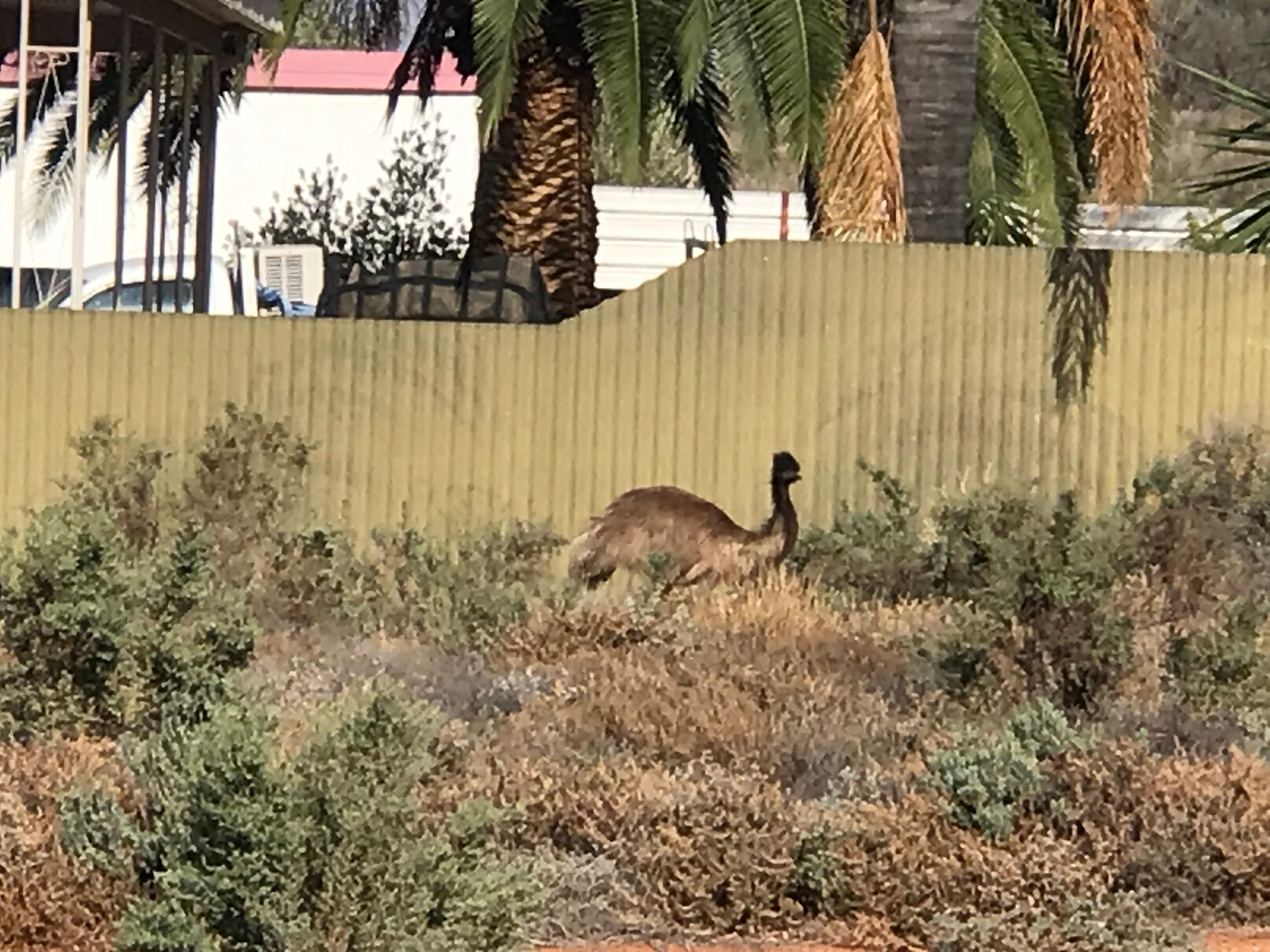 Early morning visit from a local