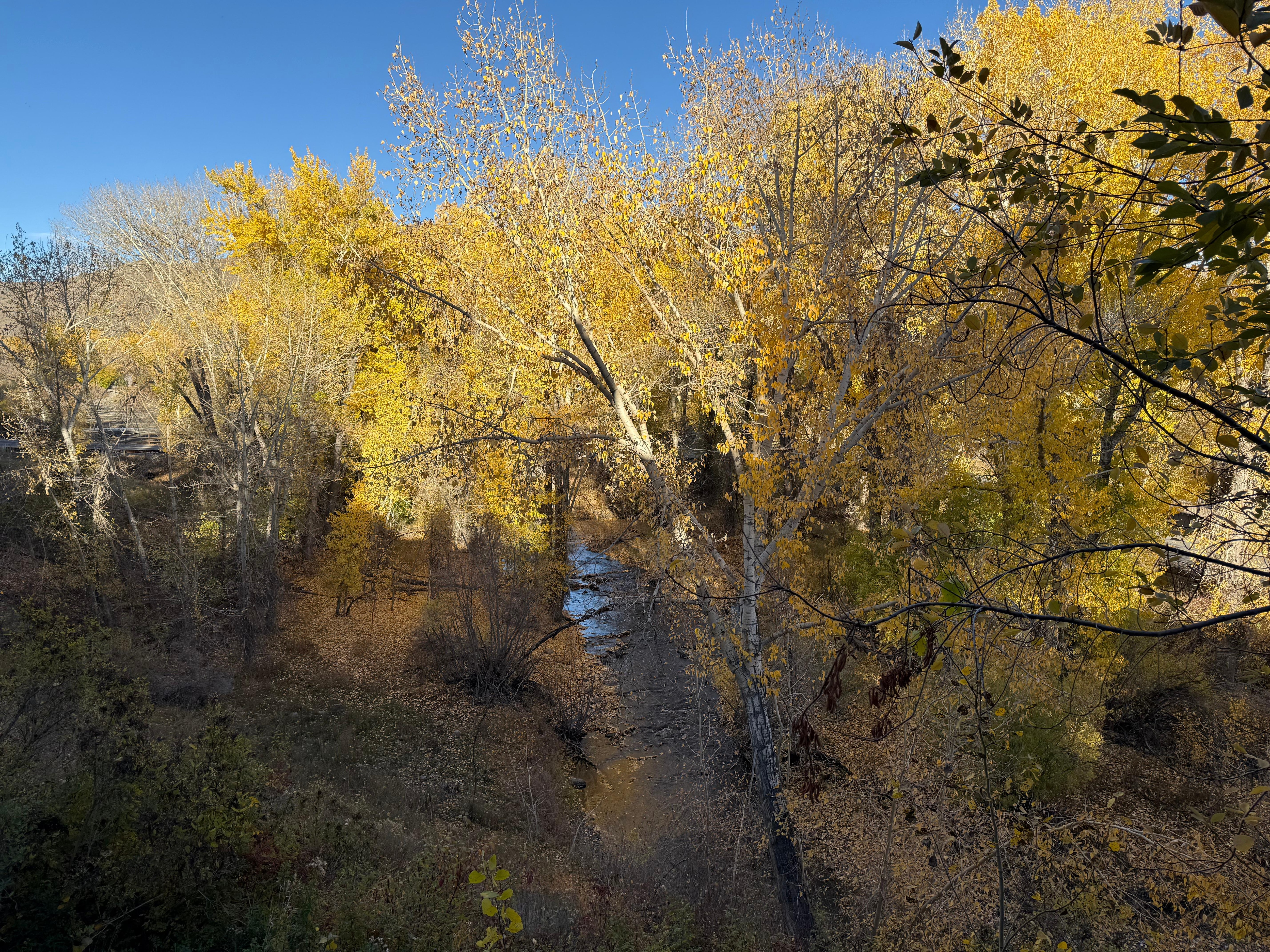 View of the creek from the balcony.