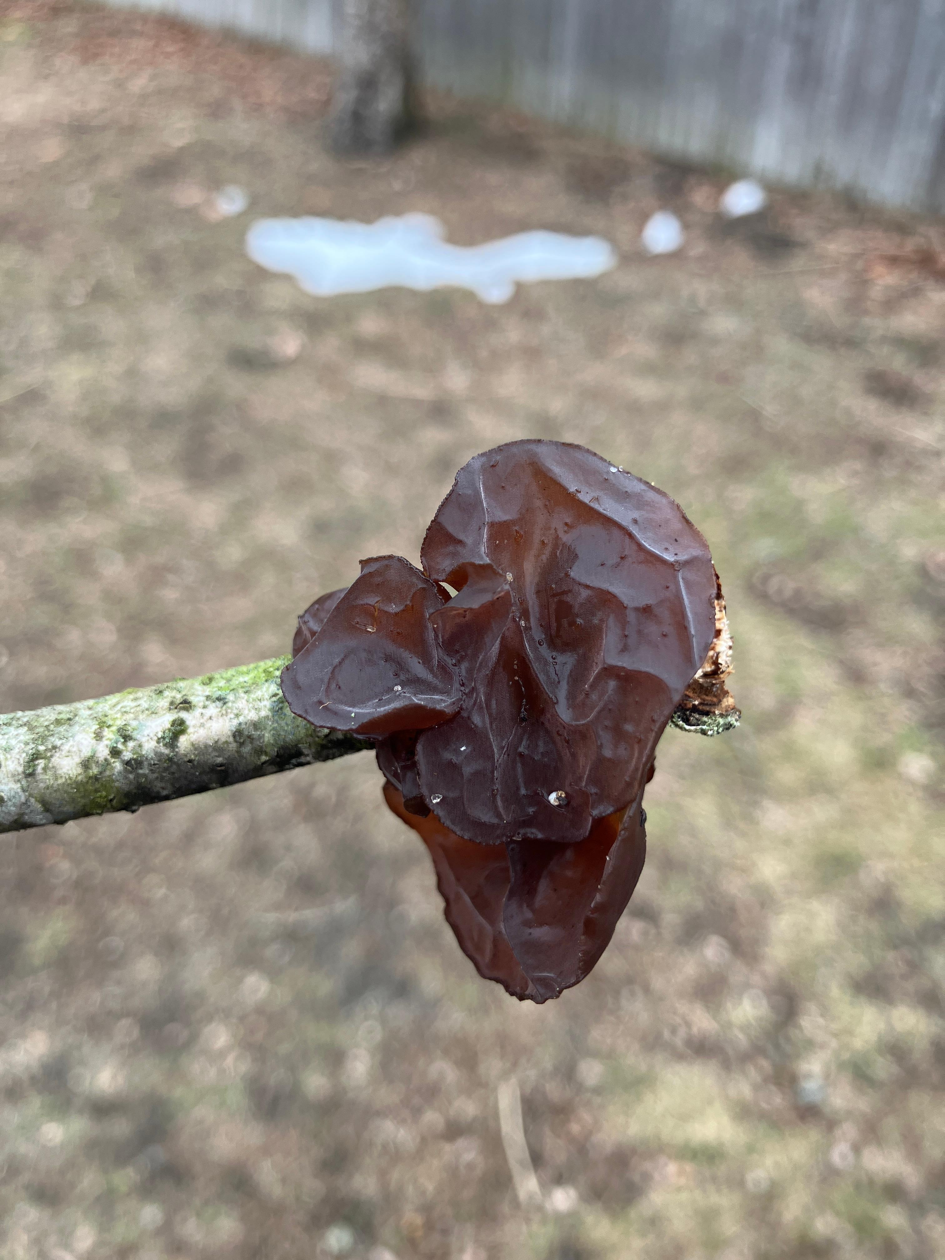 One of the paths on the property