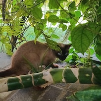 Mascote Manaira