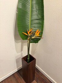 They welcomed us with some organic passion fruit and Bird of Paradise plants in a vase!