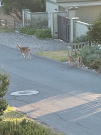Some of the many deer in the neighborhood.