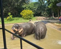 The elephant sanctuary, a must visit