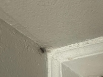 Small roaches (These were everywhere.)