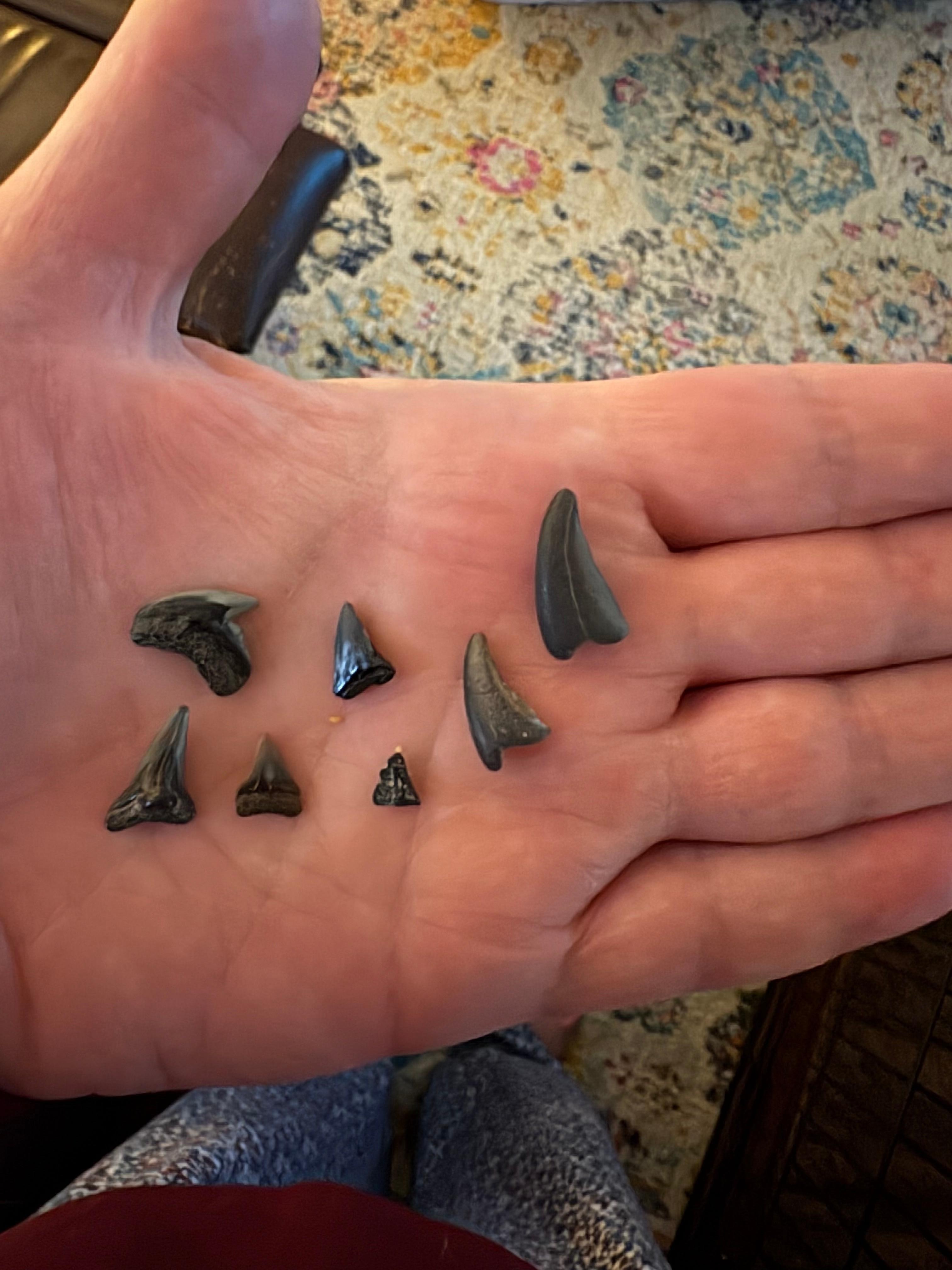Our shark tooth finds and a couple of possible crocodile teeth. 