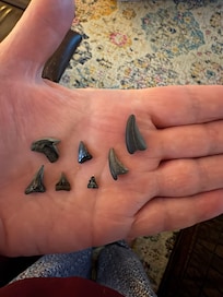 Our shark tooth finds and a couple of possible crocodile teeth.