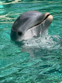 Dolphins