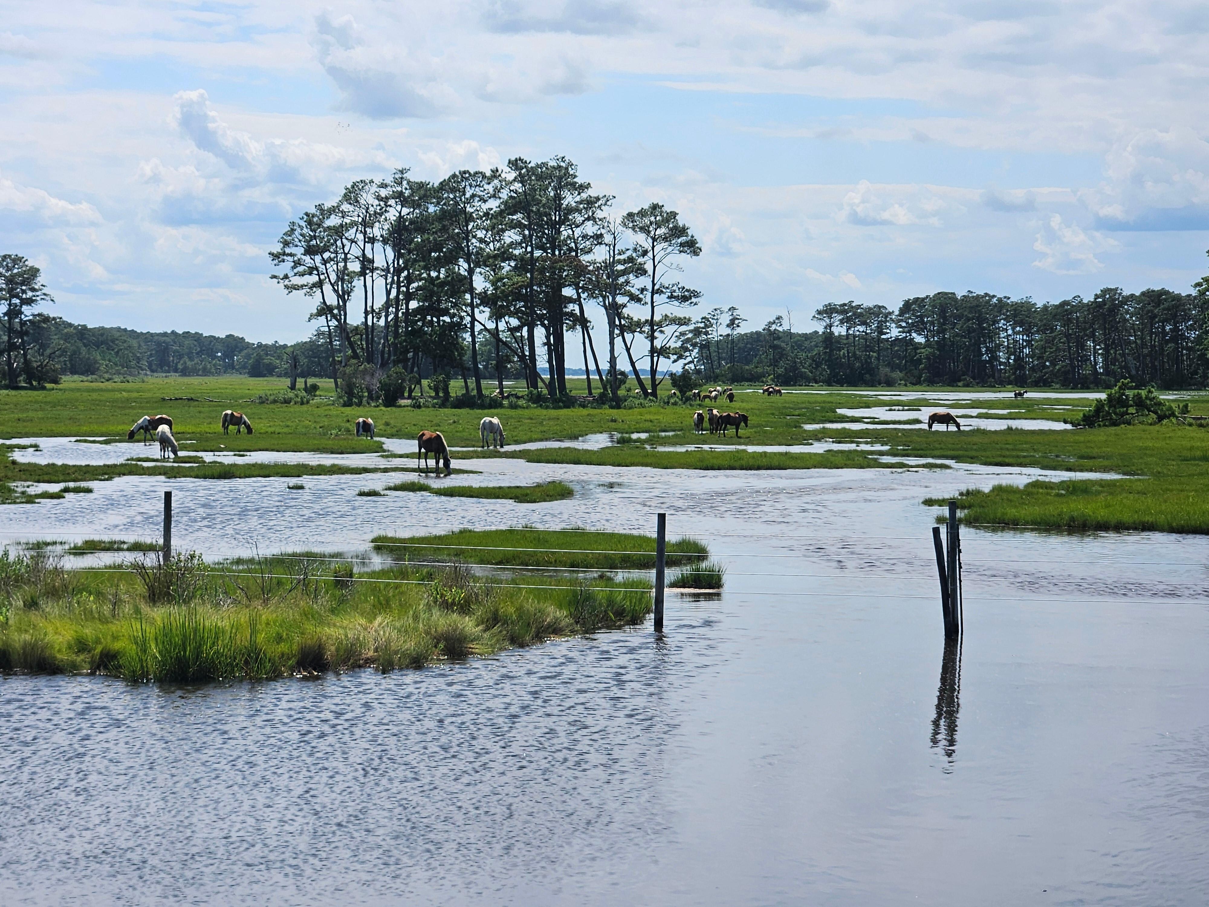 Ponies on Assateague after the swim back