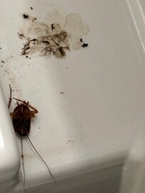 This was in the bathroom sink