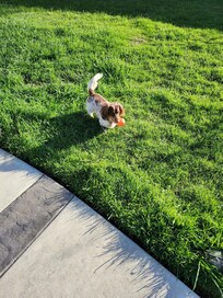 Milo loved the back yard