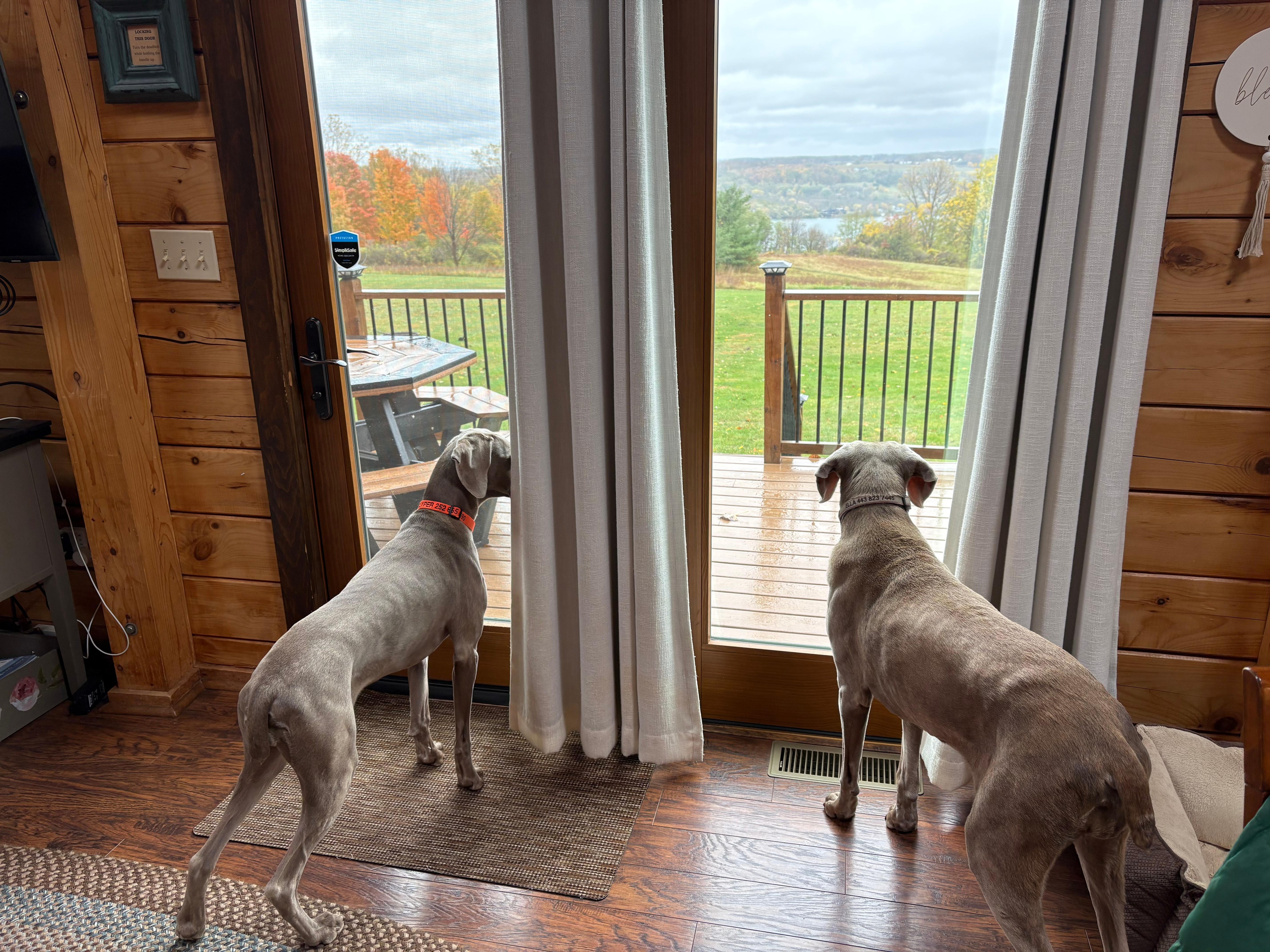 Checking out squirrels & deer