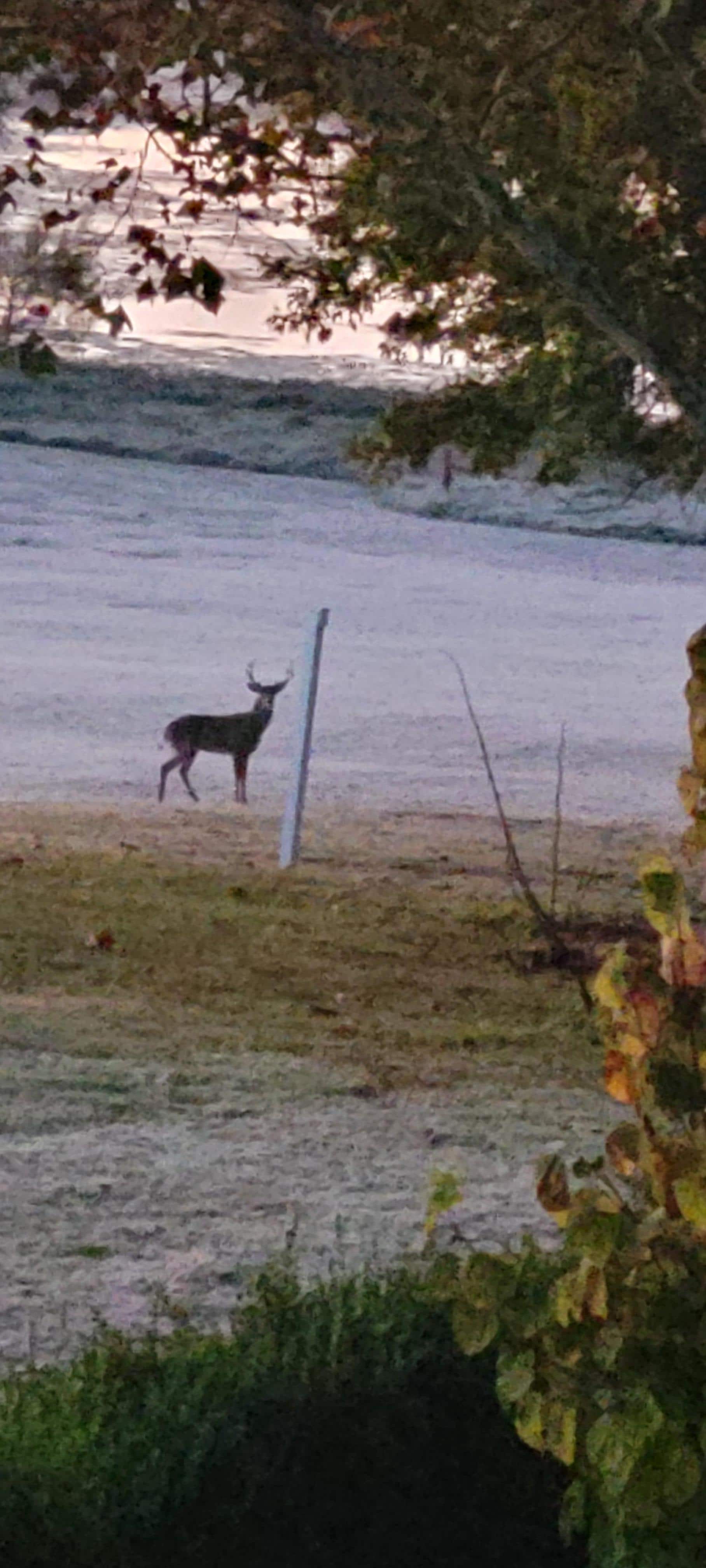 Deer was on the green