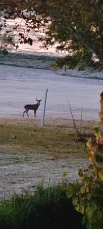 Deer was on the green