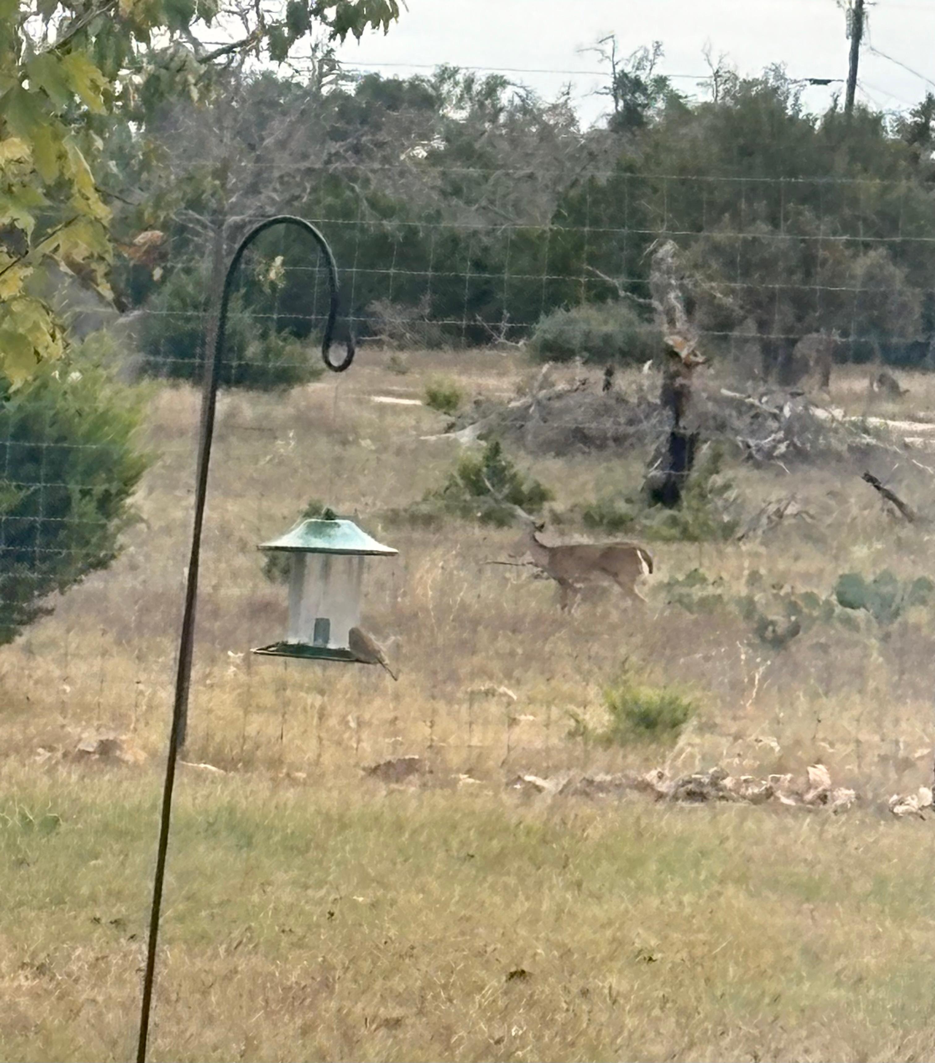 Deer in area next to property.