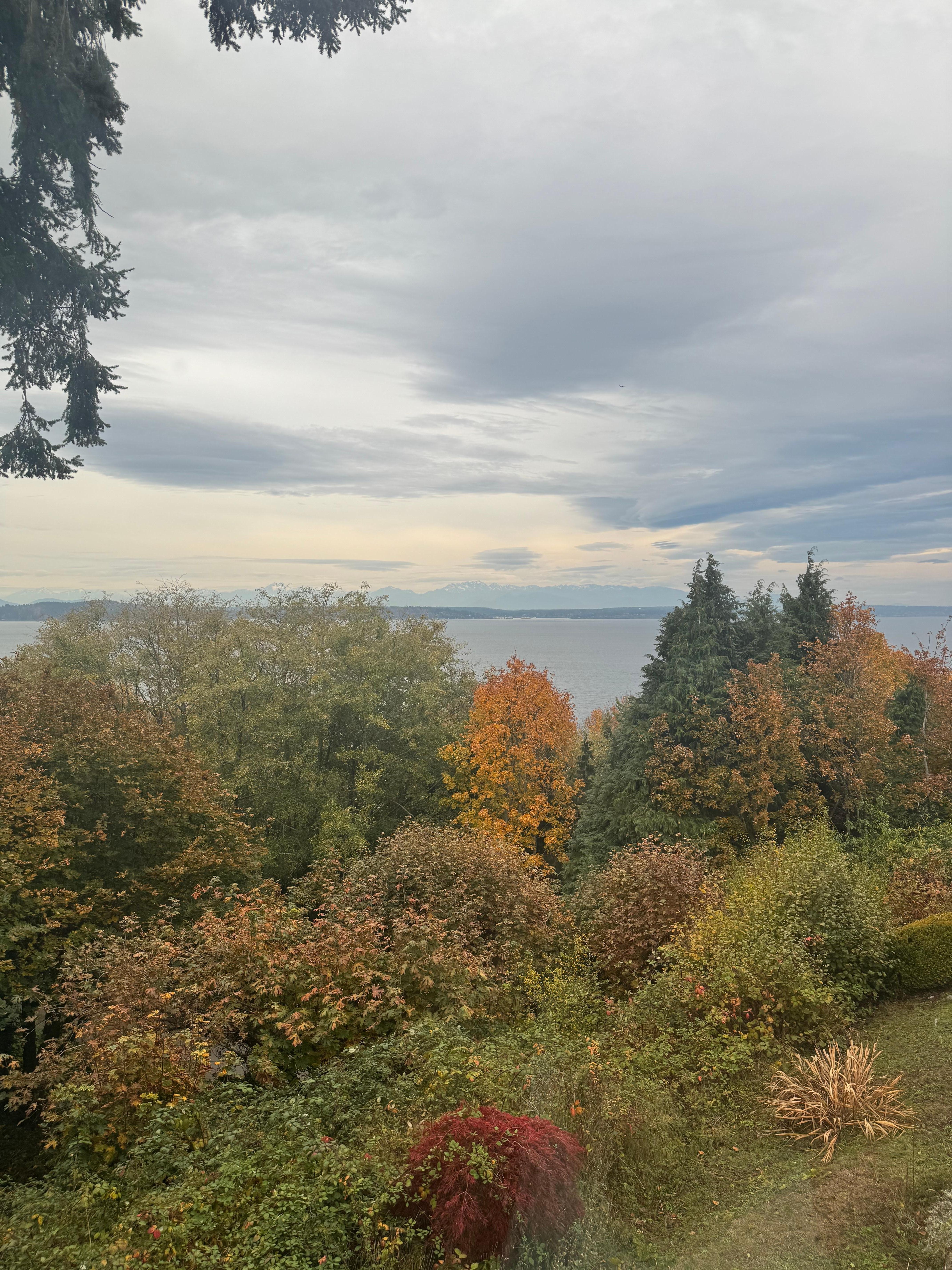 Views from the living room