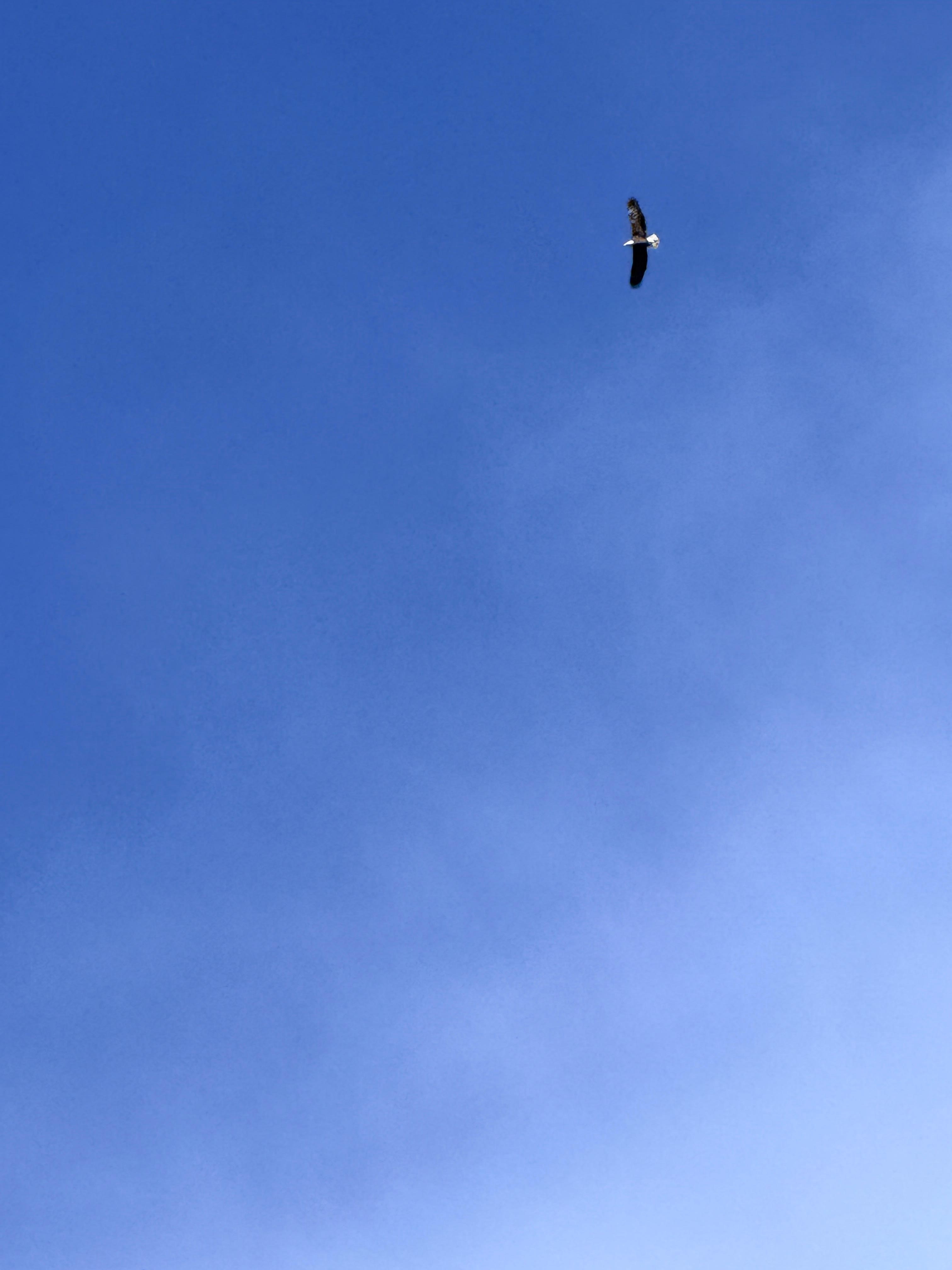 We spotted this beautiful bald eagle from the property on day 1