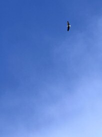 We spotted this beautiful bald eagle from the property on day 1