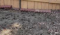 Backyard filled with dog poop