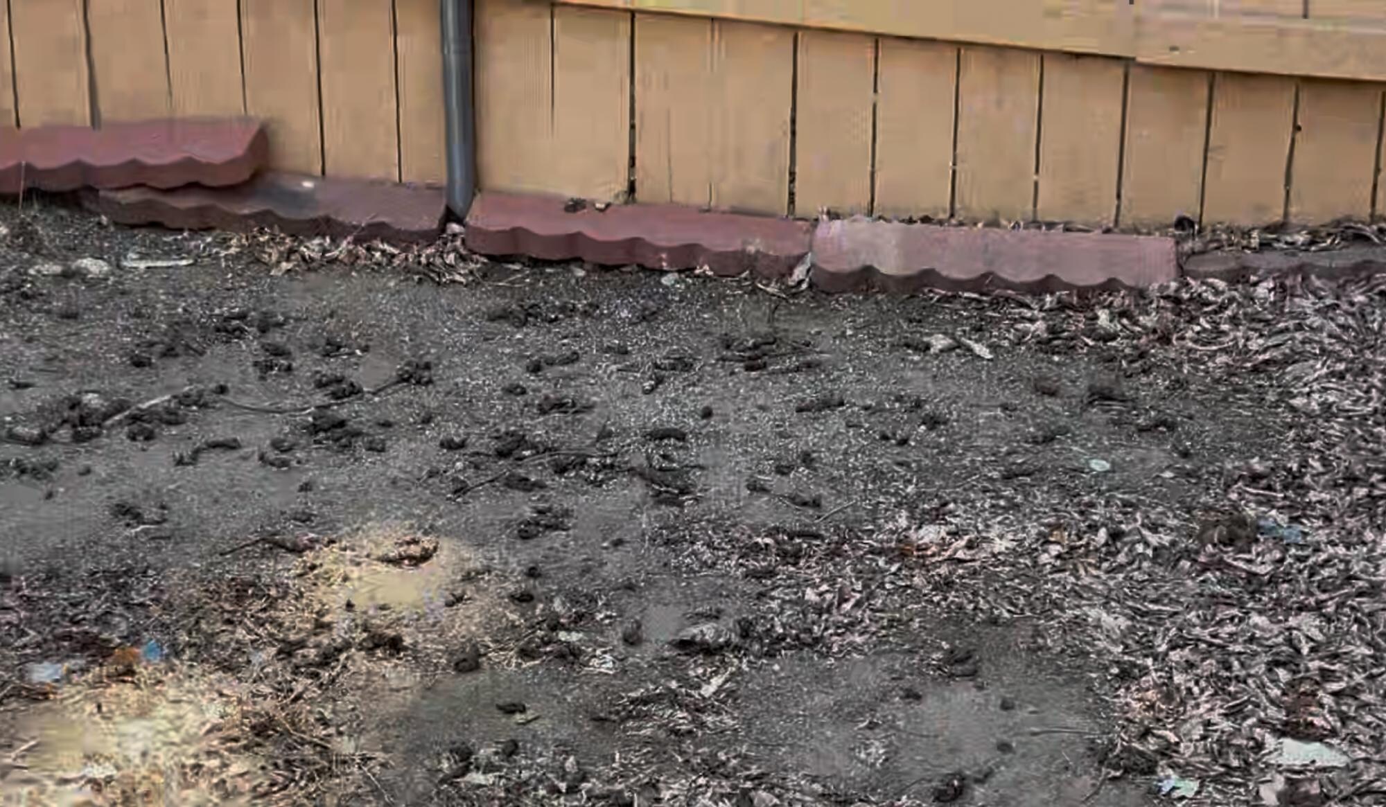 Backyard filled with dog poop