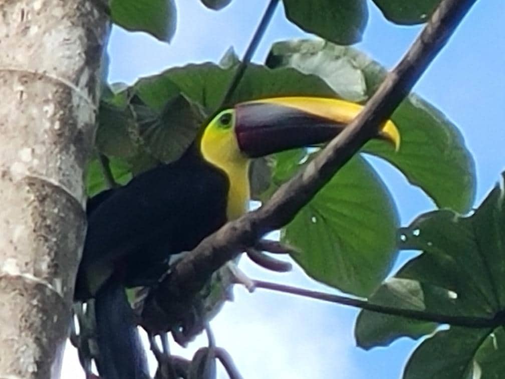 Toucans in the trees every day 