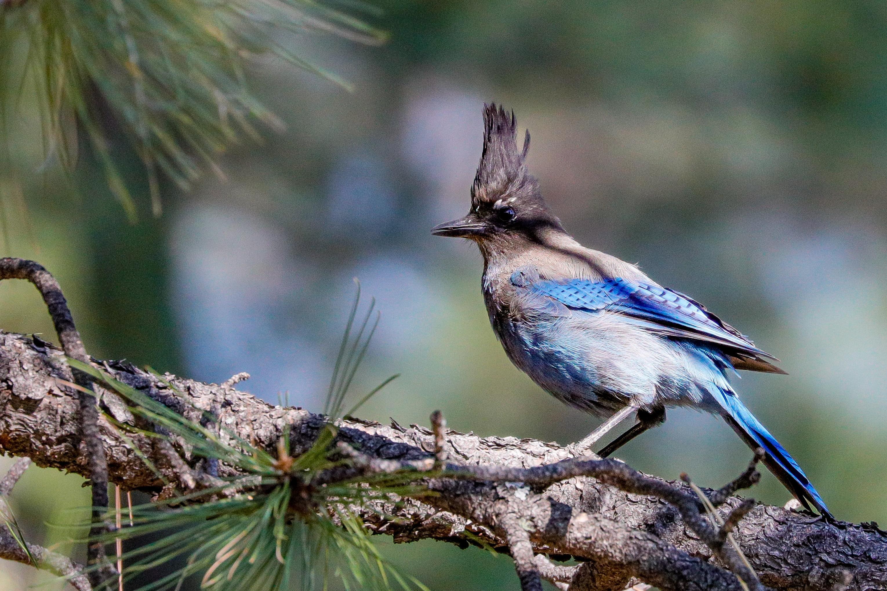 Steller’s Jay