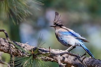 Steller’s Jay