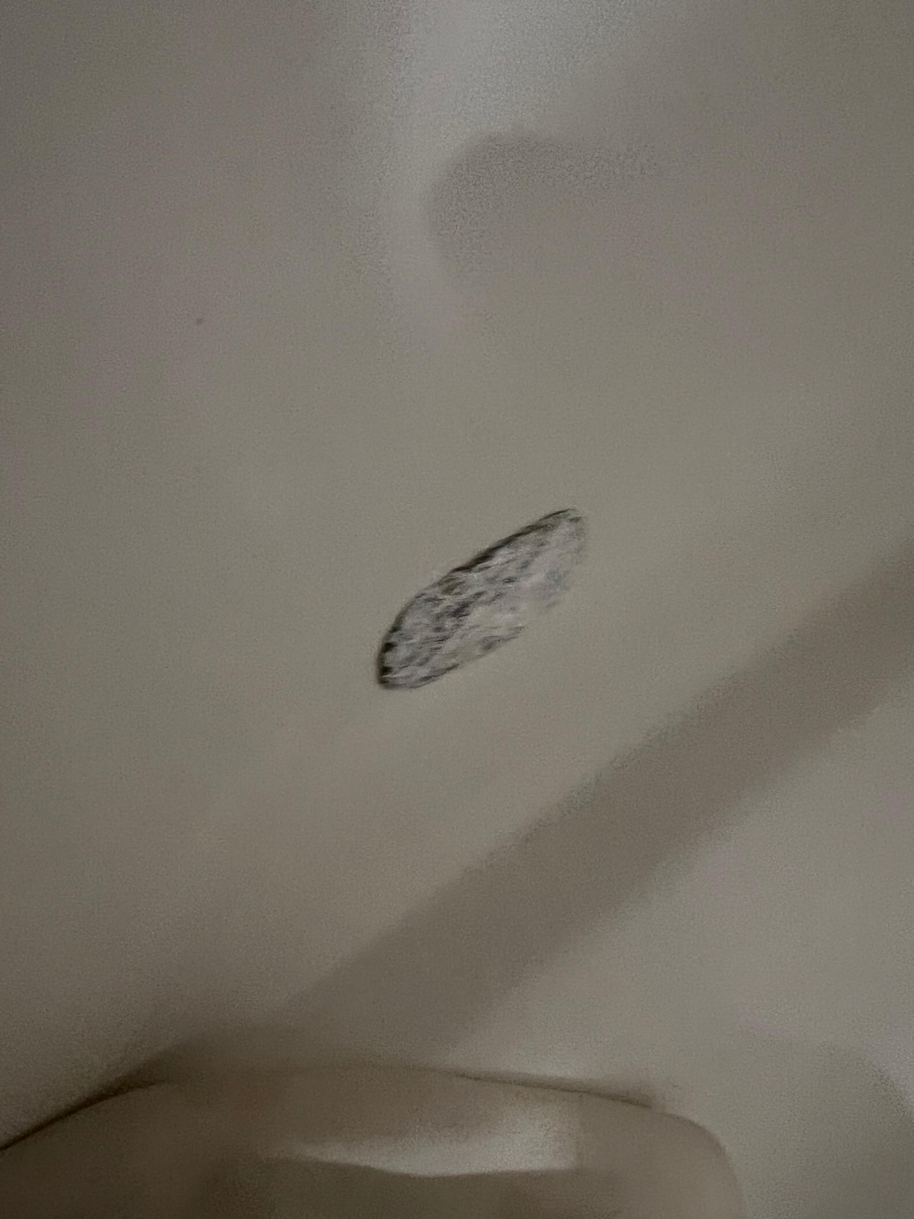 Bathtub, not sure what this was. Looked like a Brillo pad covered in spackle. 