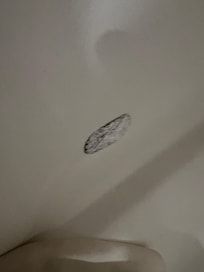 Bathtub, not sure what this was. Looked like a Brillo pad covered in spackle.