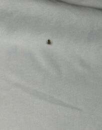 Bug in the bed