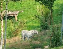 Zoo cerza