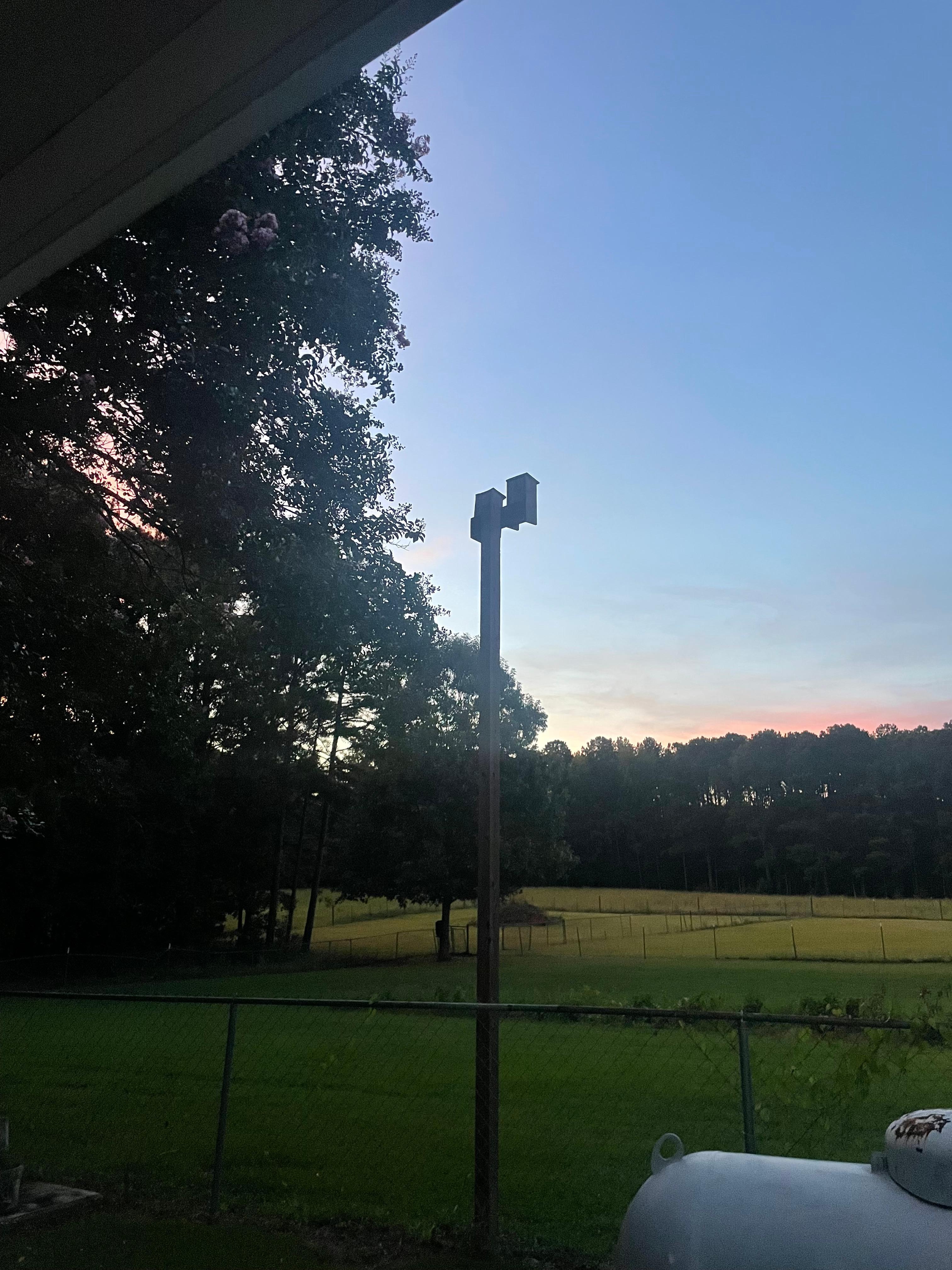 Watching the bats emerge for the night! 