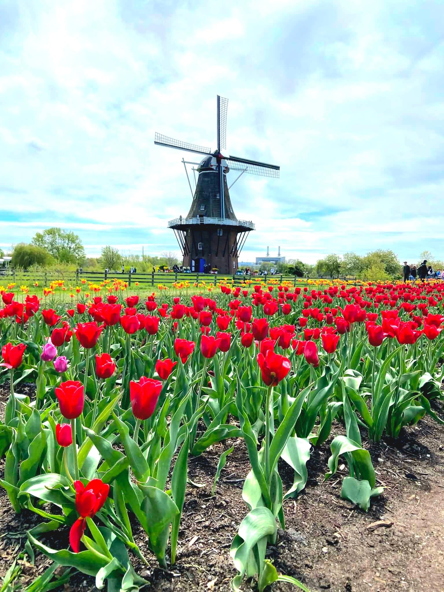 Windmill Island in Holland, MI