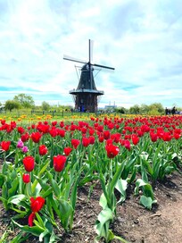Windmill Island in Holland, MI