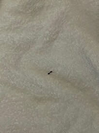 Dirty towel